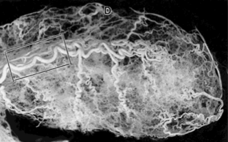 Bladder Blood Flow as a Regulator of Bladder Function